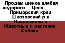 Продам щенка алабая-недорого. › Цена ­ 1 000 - Приморский край, Шкотовский р-н, Новонежино п. Животные и растения » Собаки   